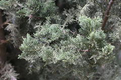 Cupressus torulosa